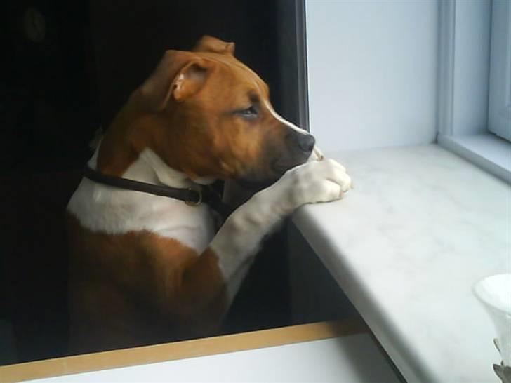 Amerikansk staffordshire terrier Dixie billede 7