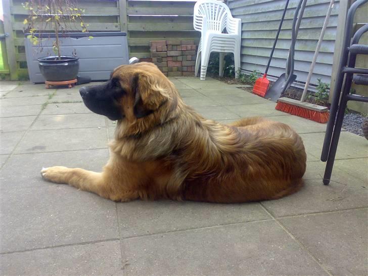 Leonberger Walther *RIP 2018* - September 2007 billede 11