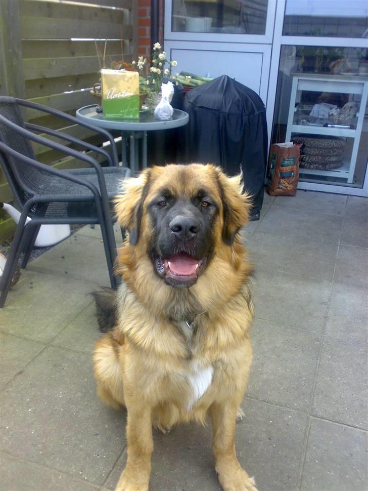 Leonberger Walther *RIP 2018* - September 2007 billede 12
