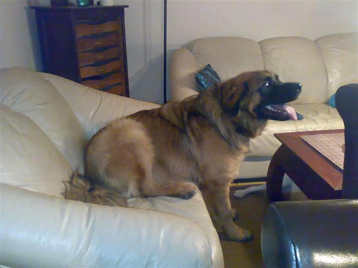 Leonberger Walther *RIP 2018* - Oktober 2007 billede 13