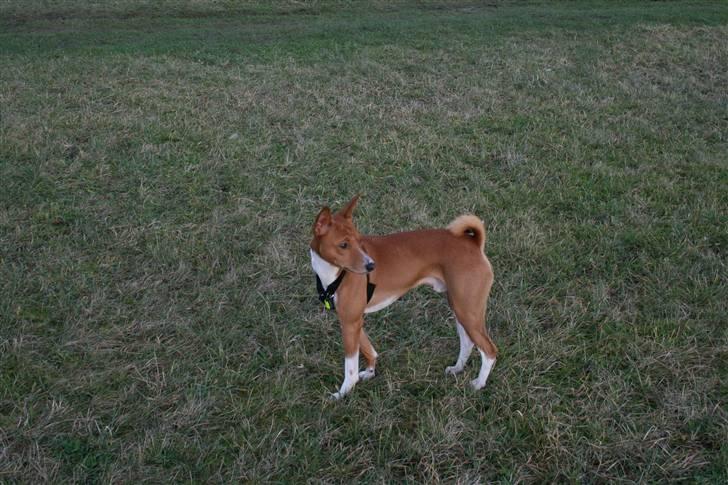 Basenji Mowgli (kallenavn: Riki) billede 11