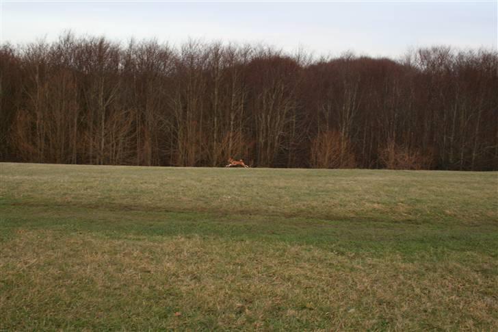 Basenji Mowgli (kallenavn: Riki) billede 12