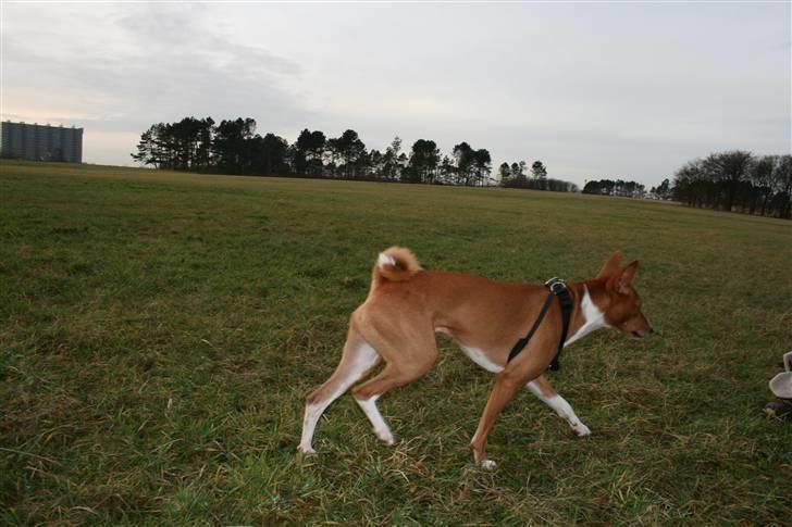 Basenji Mowgli (kallenavn: Riki) billede 13