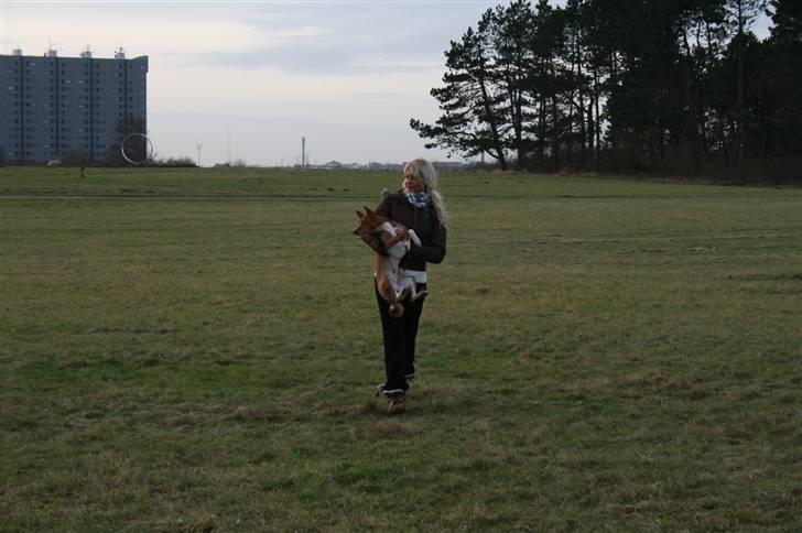 Basenji Mowgli (kallenavn: Riki) billede 14