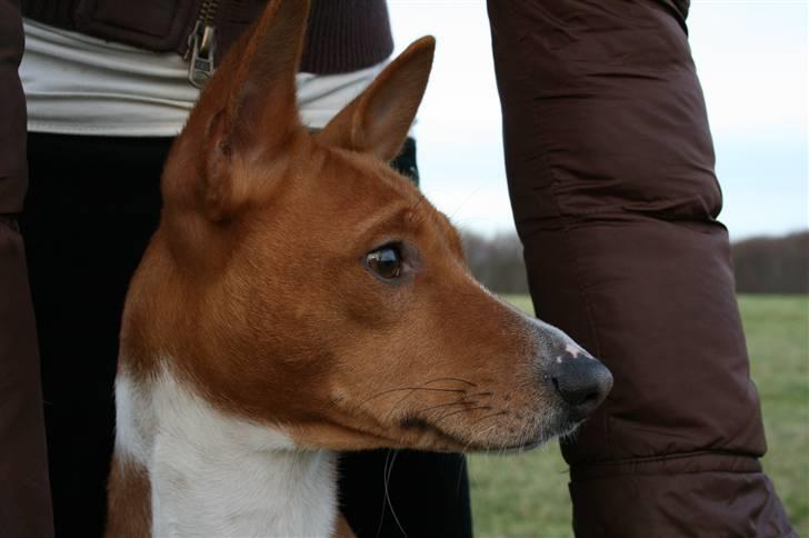 Basenji Mowgli (kallenavn: Riki) billede 15