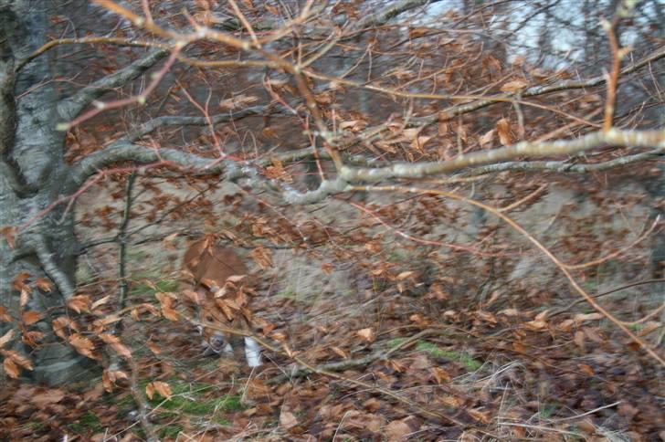 Basenji Mowgli (kallenavn: Riki) billede 16