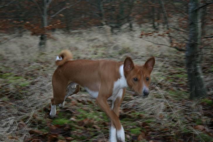 Basenji Mowgli (kallenavn: Riki) billede 17
