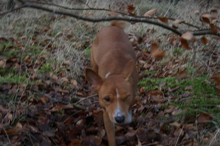Basenji Mowgli (kallenavn: Riki) billede 18
