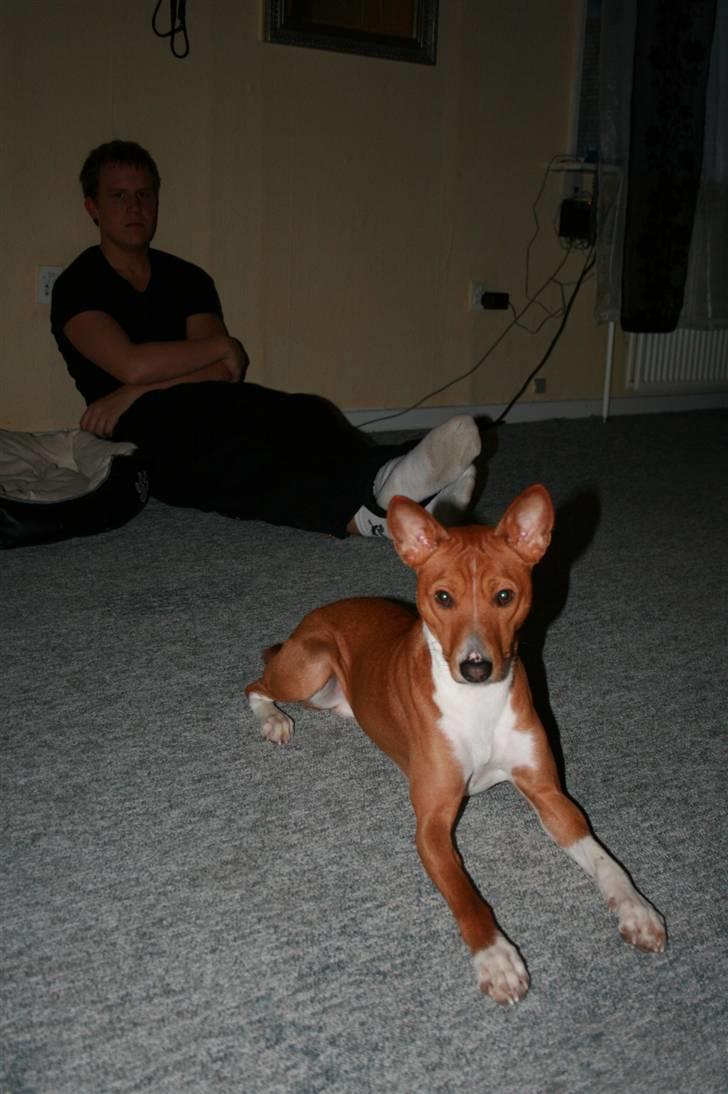 Basenji Mowgli (kallenavn: Riki) billede 19