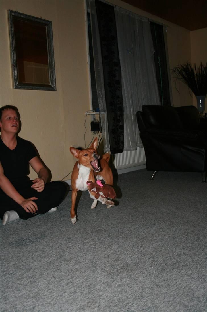 Basenji Mowgli (kallenavn: Riki) billede 20