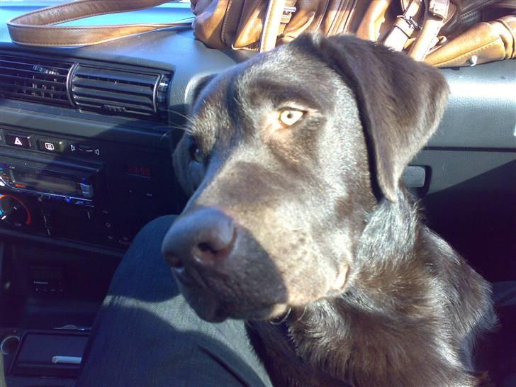 Labrador retriever Kenzo - hvor skal vi hen billede 15