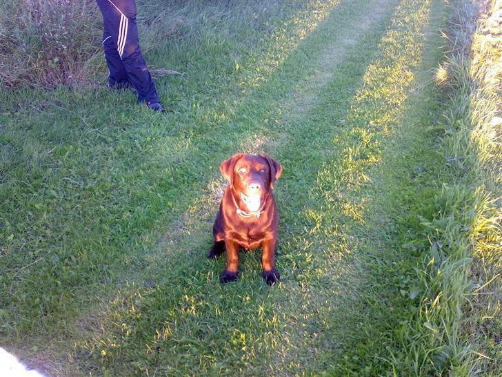 Labrador retriever Kenzo - skøn dag billede 16