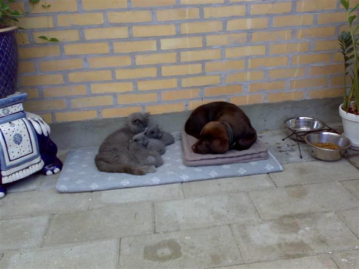 Labrador retriever Kenzo - det er godt med venner billede 17