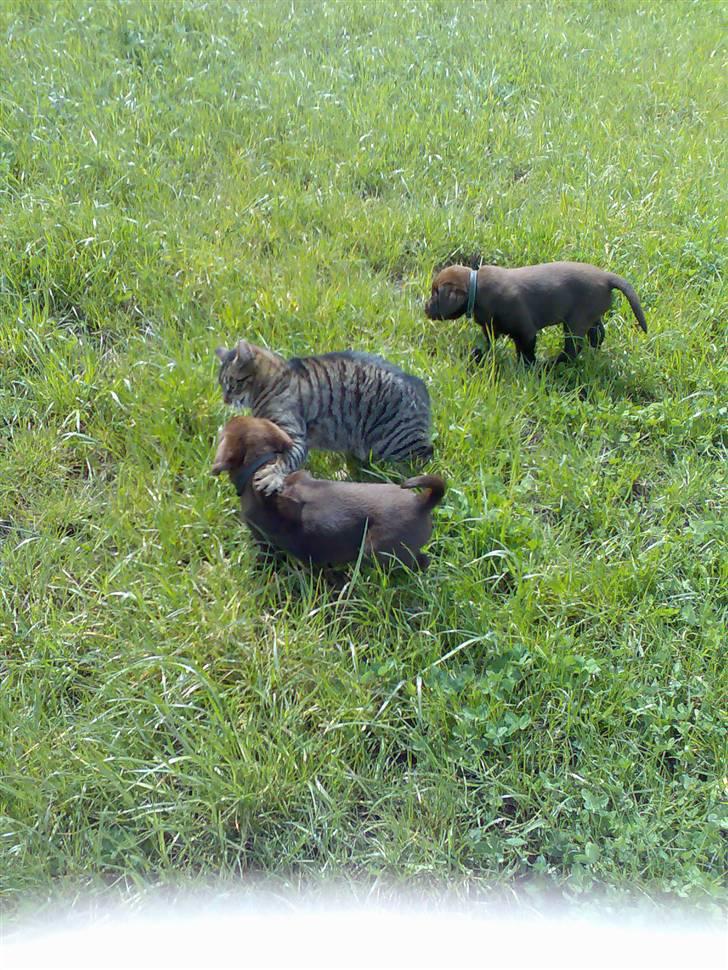 Labrador retriever Kenzo - ham og hans bror møde med min kat billede 18