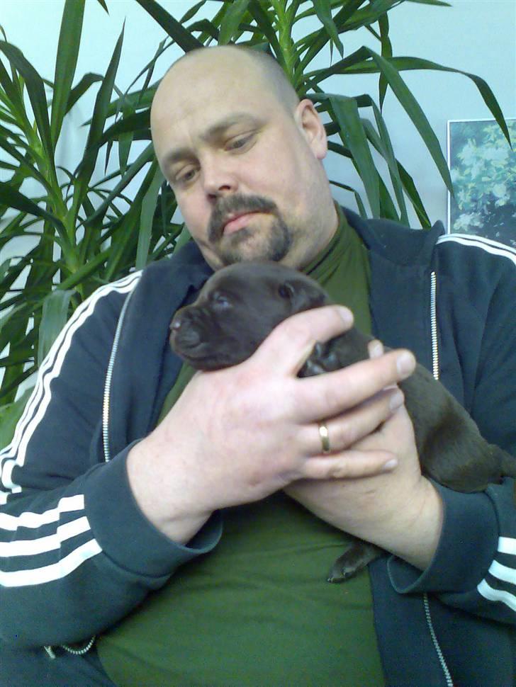 Labrador retriever Kenzo - jeg ser ham første gang billede 19