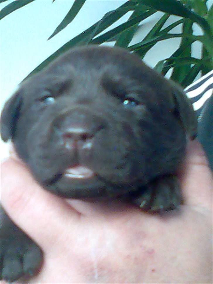 Labrador retriever Kenzo - han er 3 uger billede 20