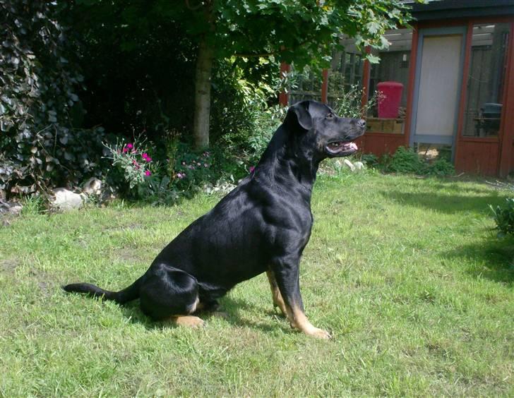 Rottweiler Primo R.I.P - Primo sommeren 2007 billede 19