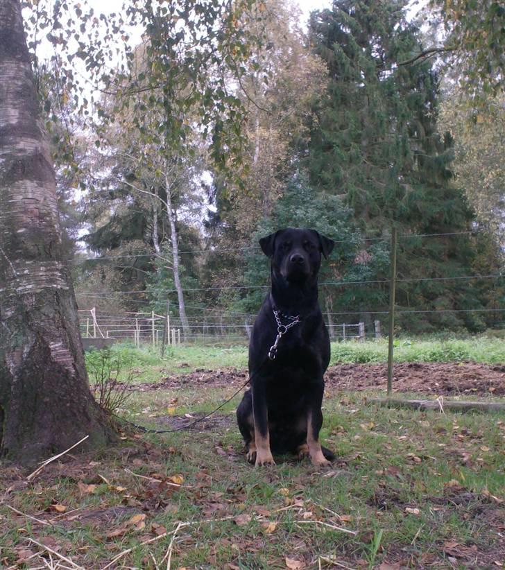 Rottweiler Primo R.I.P - Primo næsten 2 år gammel billede 20