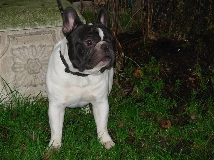 Fransk bulldog Anny Imperial Carlsbad billede 8