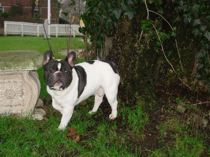 Fransk bulldog Anny Imperial Carlsbad billede 9