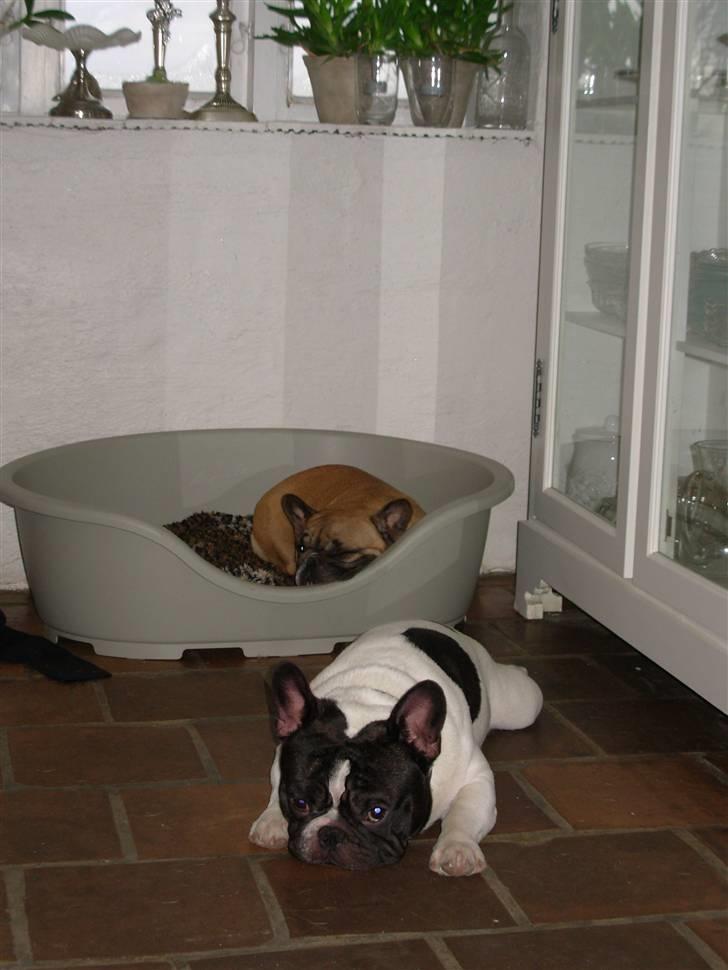 Fransk bulldog Anny Imperial Carlsbad billede 10