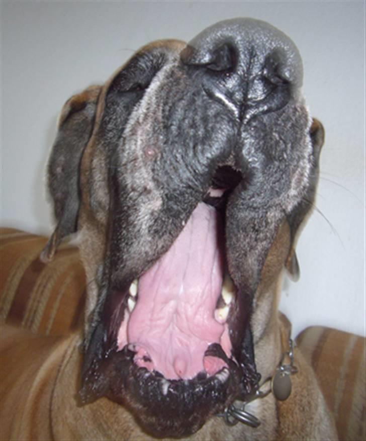 Grand danois Creo´s Vermeil billede 8