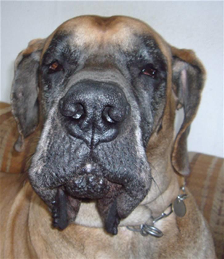 Grand danois Creo´s Vermeil billede 9