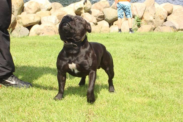 Staffordshire bull terrier Don Trigger - sommer 2007 billede 2