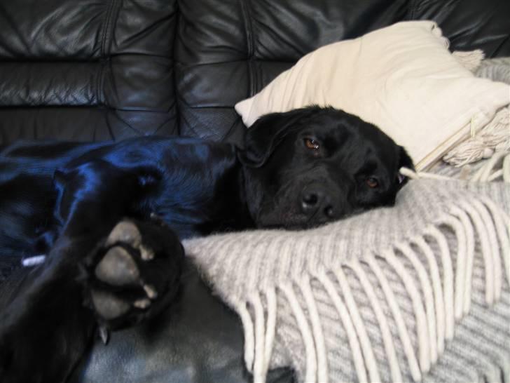 Labrador retriever Lunte billede 11