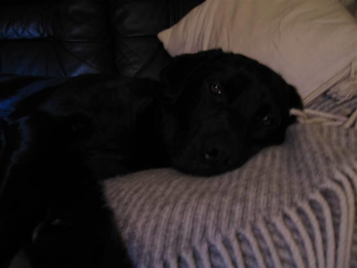 Labrador retriever Lunte billede 12