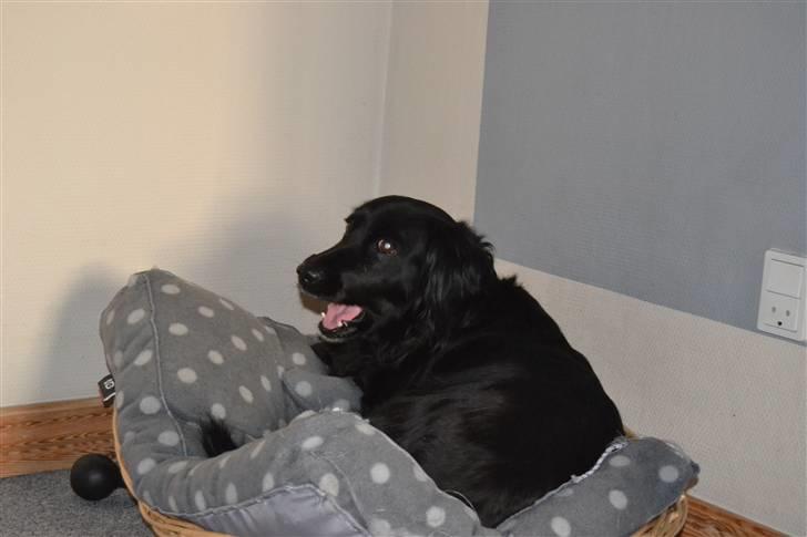 Blanding af racer merlin - gaab jeg er trææt foto:MND-PHOTO(mig) billede 6