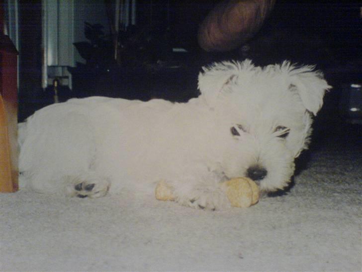 West highland white terrier Coco - Skønne vovse... billede 15