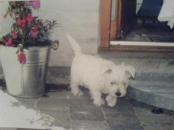 West highland white terrier Coco - Coco hjemme hos os den allerførste dag.. billede 16