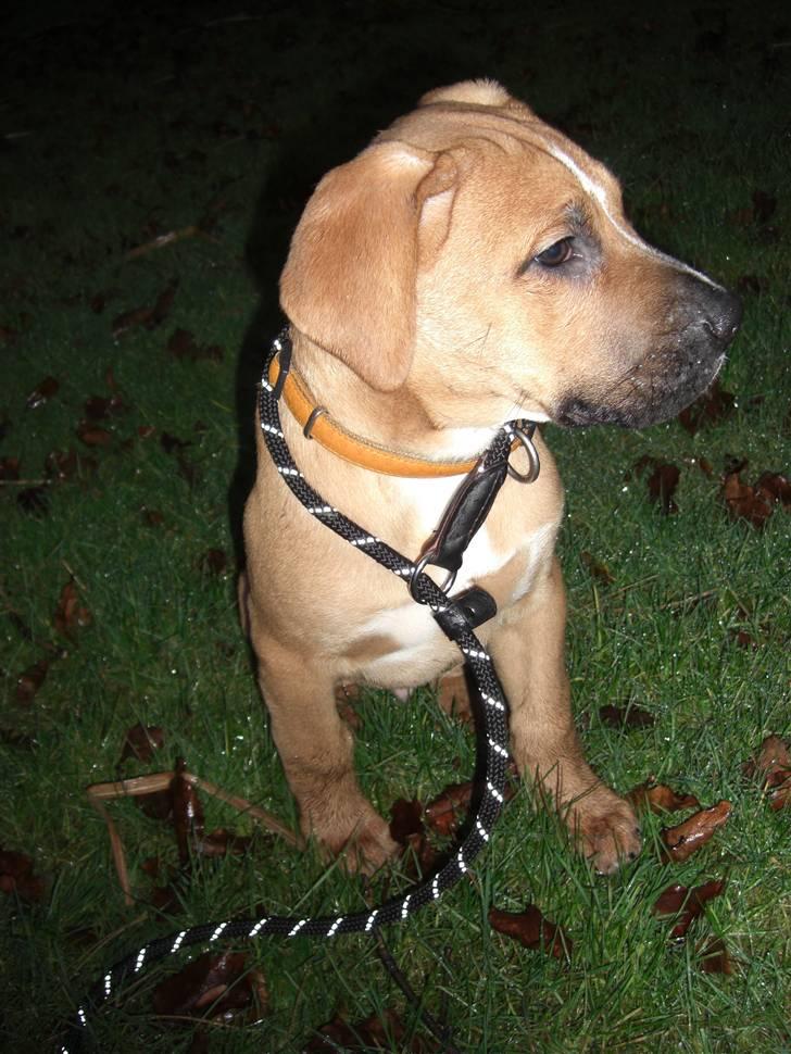 Blanding af racer Ozzy billede 3