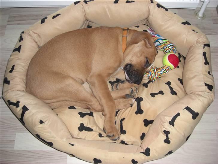 Blanding af racer Ozzy billede 4