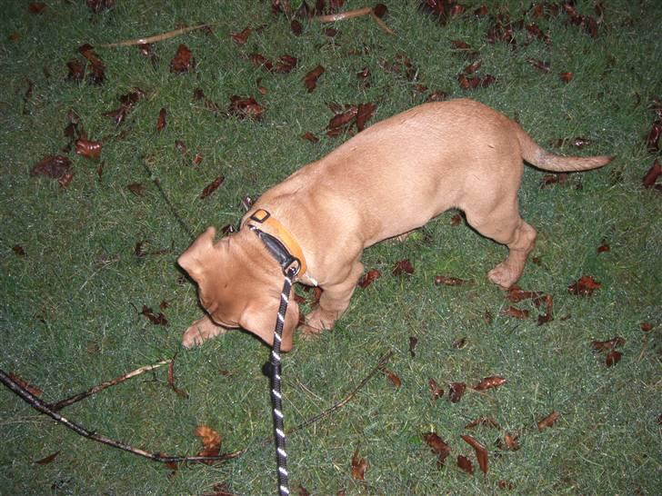 Blanding af racer Ozzy billede 5