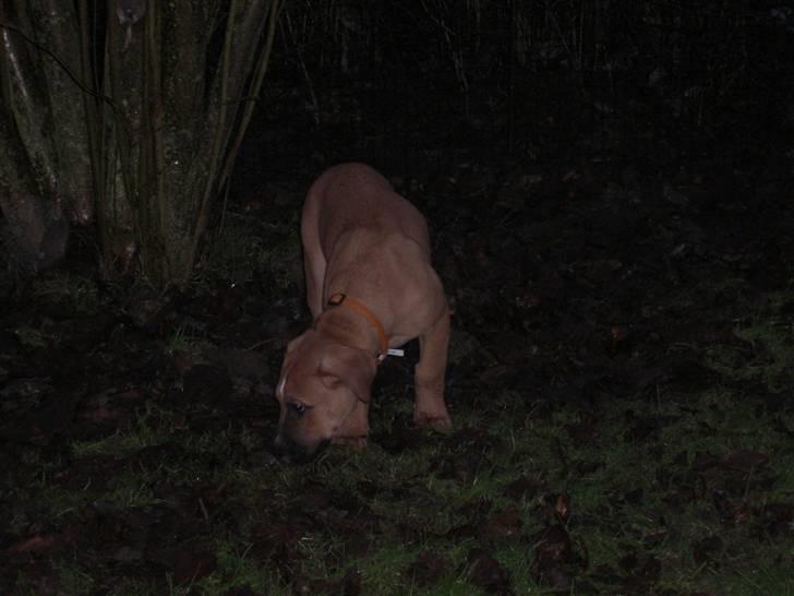 Blanding af racer Ozzy billede 6