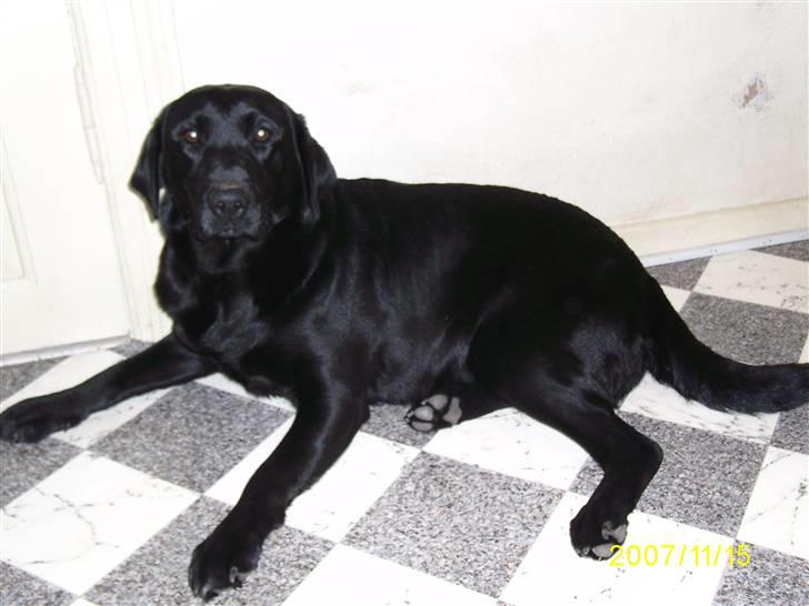 Labrador retriever Bosa - Min ynglings plads i køkkenet :o)
 billede 3