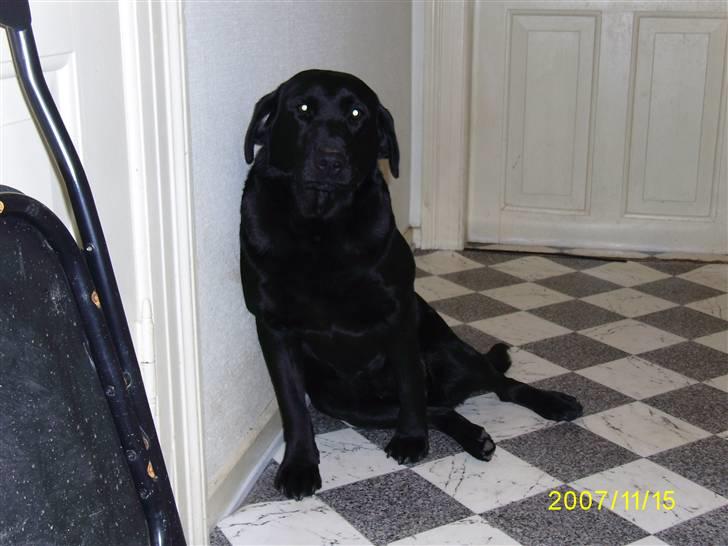 Labrador retriever Bosa billede 4