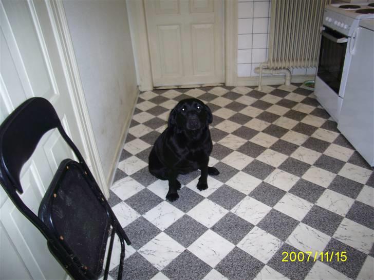 Labrador retriever Bosa billede 5