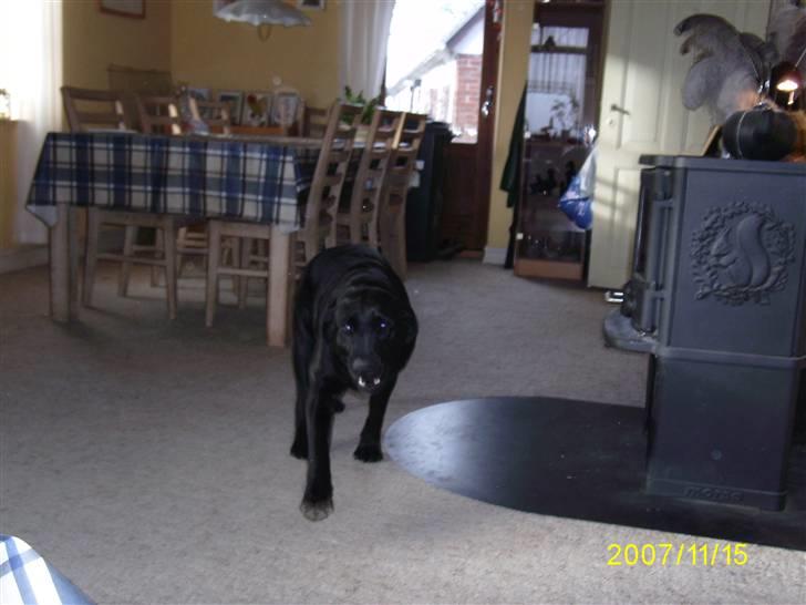 Labrador retriever Bosa - Mig i fuld fart, ser jeg ik farlig ud :o) ?
Er jeg bare overhoved ik, jeg vil bare snakke :o) billede 6