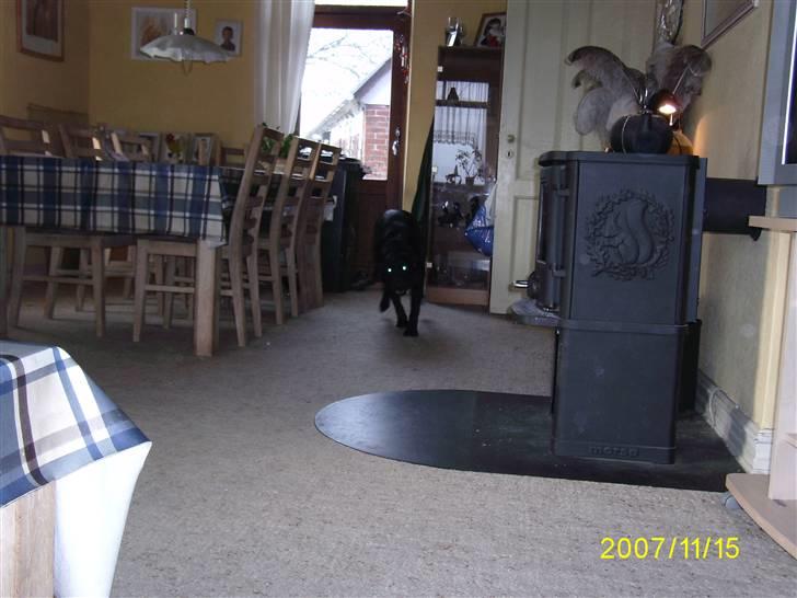 Labrador retriever Bosa billede 7