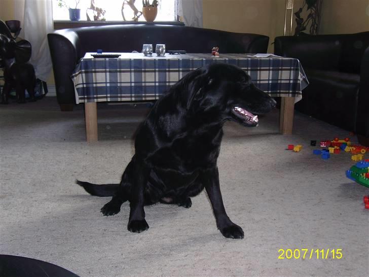 Labrador retriever Bosa billede 8