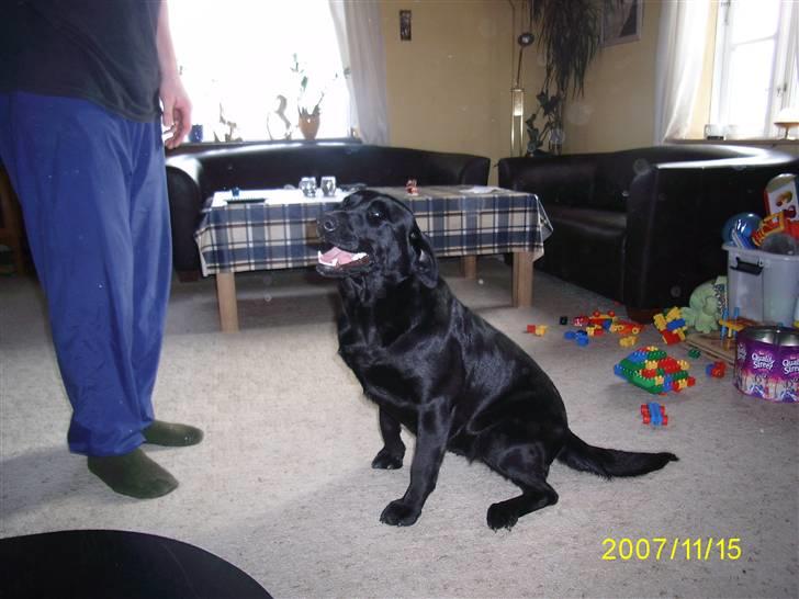 Labrador retriever Bosa billede 9