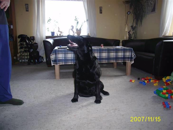 Labrador retriever Bosa billede 10