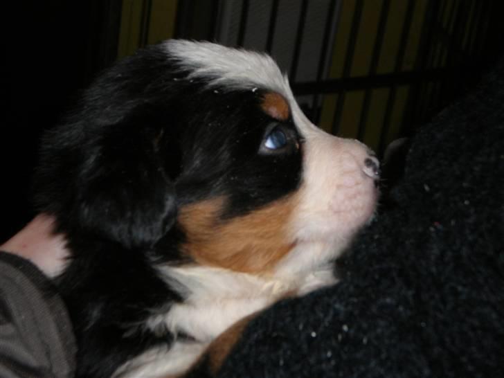 Berner sennenhund max billede 1