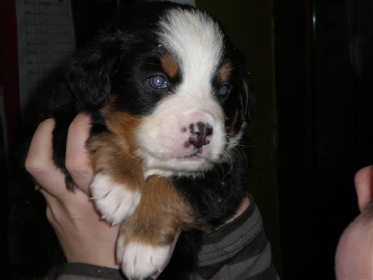 Berner sennenhund max - lille og nuttet er jeg ik. billede 2