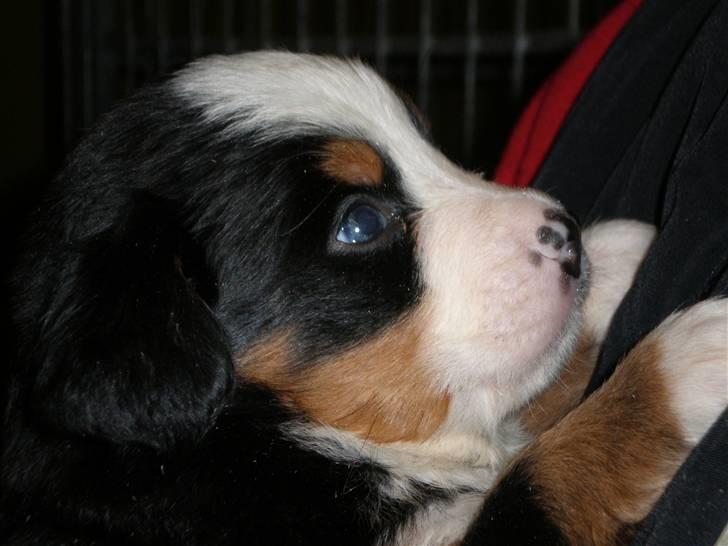 Berner sennenhund max billede 3