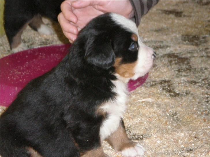 Berner sennenhund max billede 4