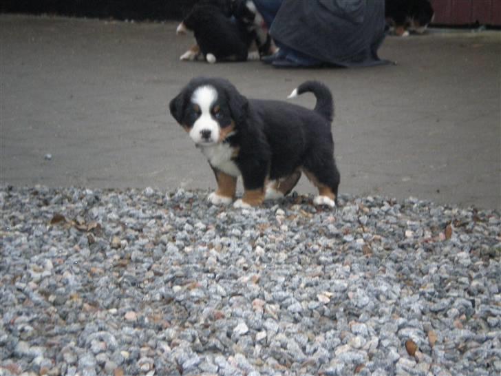 Berner sennenhund max - hvor har jeg været lille.. billede 5